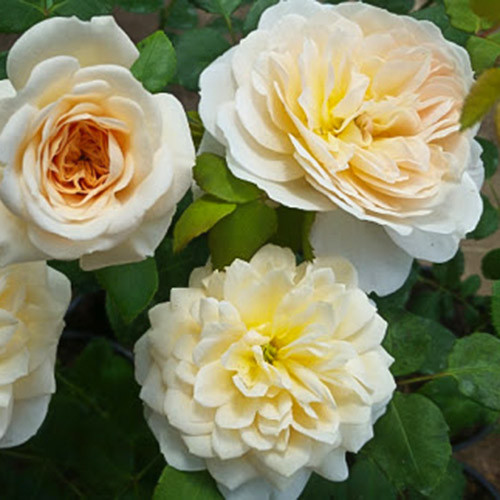 Троянда флорібунда Космос зображення 1 артикул 3531