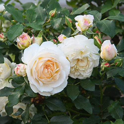 Троянда флорібунда Космос зображення 2 артикул 3531