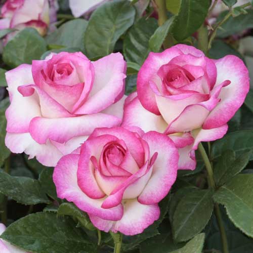 Роза флорибунда Ламинуэт артикул фото 1 Роза флорибунда Ламинуэт рисунок 1 артикул 3798