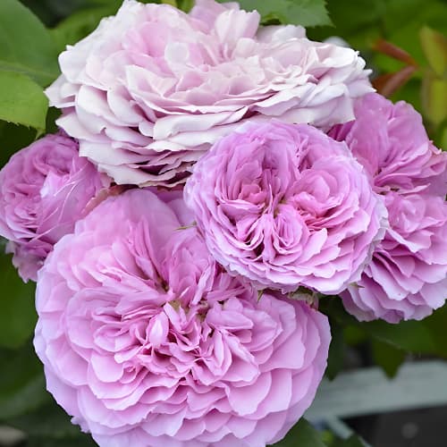 Роза флорибунда Лавендер Айс (Lavender Ice) рисунок 1 артикул 2056