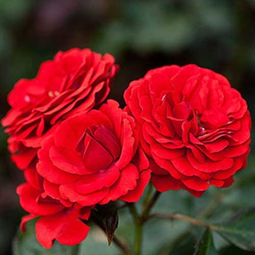 Троянда флорібунда Лілі Марлен зображення 1 артикул 3716