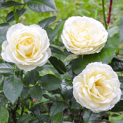 Роза флорибунда Лемон Рококо (Lemon Rokoko) рисунок 1 артикул 6058