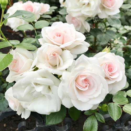 Троянда флорібунда Маргарет зображення 1 артикул 4569