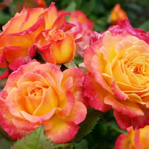 Троянда флорібунда Майн Мюнхен зображення 1 артикул 3799