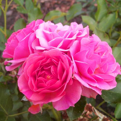 Троянда флорібунда Мелроуз зображення 1 артикул 4570