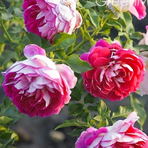 Троянда флорібунда Раффлс Пешн зображення 1 артикул 4575