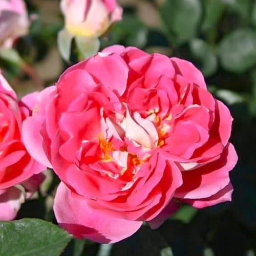 Троянда флорібунда Романтік Раффлс зображення 1 артикул 4577