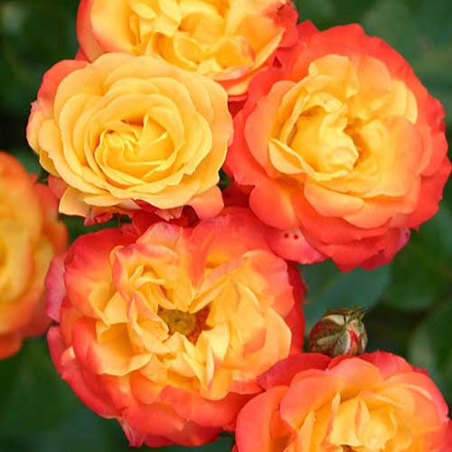 Троянда флорібунда Румба зображення 1 артикул 4578