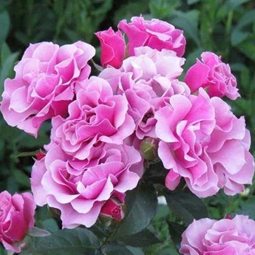 Троянда флорібунда Санта Моніка зображення 1 артикул 5819