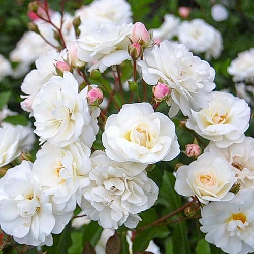 Троянда флорібунда Шнеєвітхен зображення 1 артикул 4582