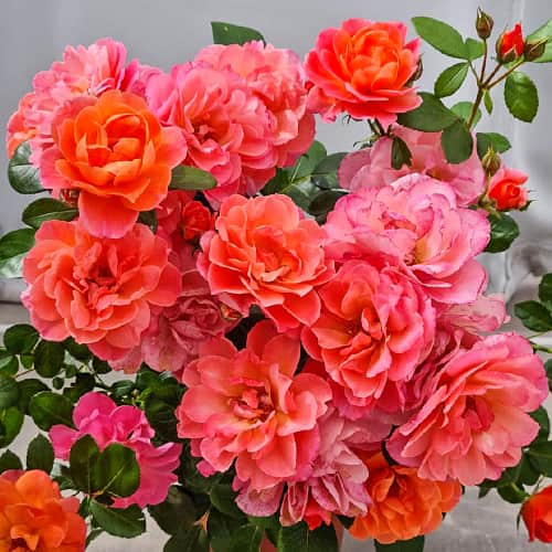 Роза флорибунда Шугар Кенди Роуз (Sugar Candy Rose), С3,5 рисунок 1 артикул 6065