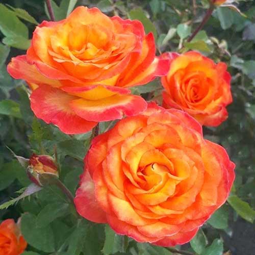 Троянда флорібунда Сонячна дівчинка зображення 1 артикул 3717