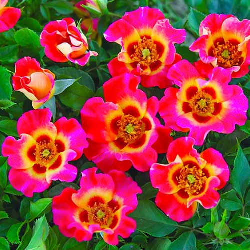 Роза флорибунда Саншайн Бэбилон Айз рисунок 1 артикул 5517