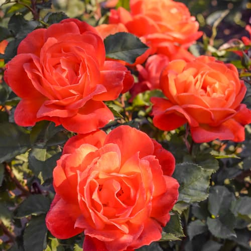 Роза флорибунда Супер Трупер (Super Trouper) рисунок 1 артикул 3534