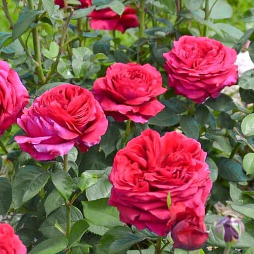 Троянда флорібунда Ветра зображення 1 артикул 3792