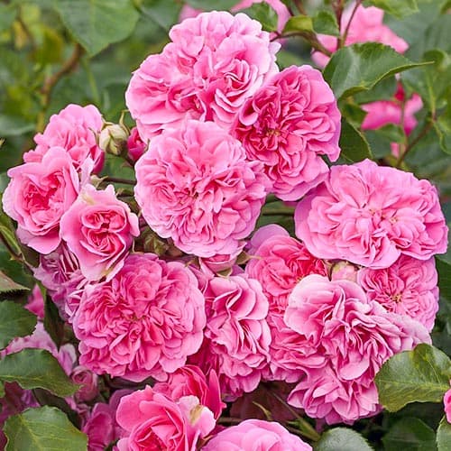 Роза почвопокровная Четыре сезона рисунок 1 артикул 4613