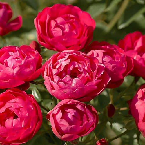 Роза почвопокровная Морсдаг рисунок 1 артикул 4610