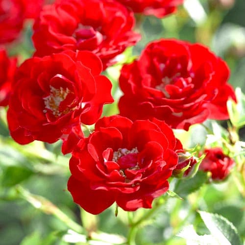 Троянда паркова Аделаїда Худлес зображення 1 артикул 4601