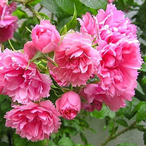 Роза парковая Пинк Гротендорст рисунок 1 артикул 4602