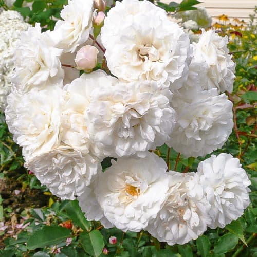 Троянда паркова Сноу Баллет, саджанці зображення 1 артикул 4603