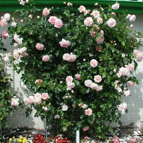 Роза плетистая Амаретто (Аmaretto) рисунок 1 артикул 6001