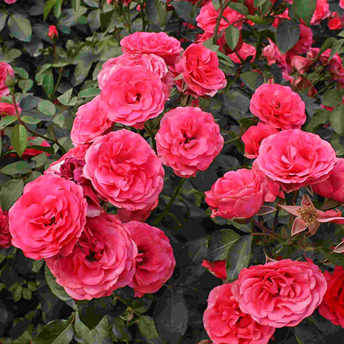 Роза плетистая Антик рисунок 1 артикул 3703