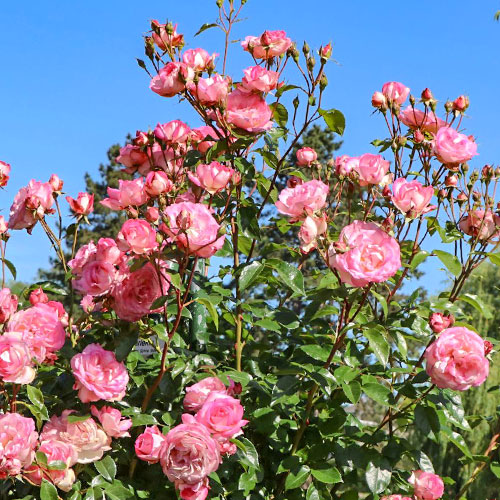 Роза плетистая Арлекин рисунок 1 артикул 3704