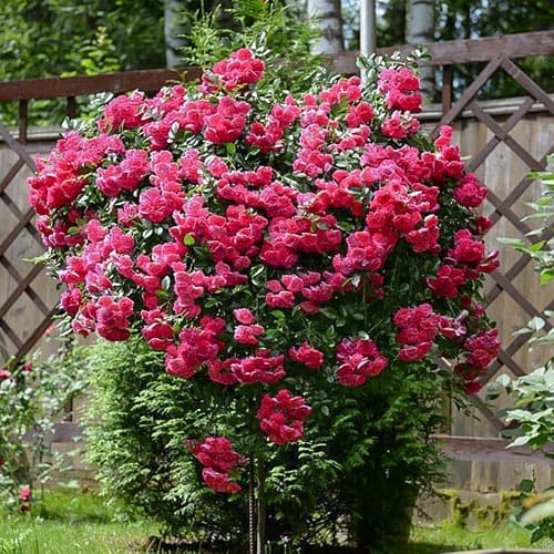 Троянда плетиста Ексцельза зображення 1 артикул 3788