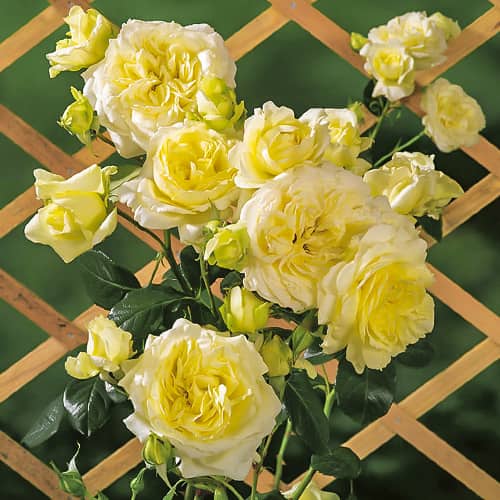 Роза плетистая Эльф (Elfe) рисунок 1 артикул 3710