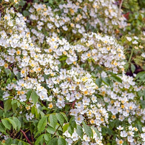 Троянда плетиста Філіп Кіфтсгейт зображення 1 артикул 3785