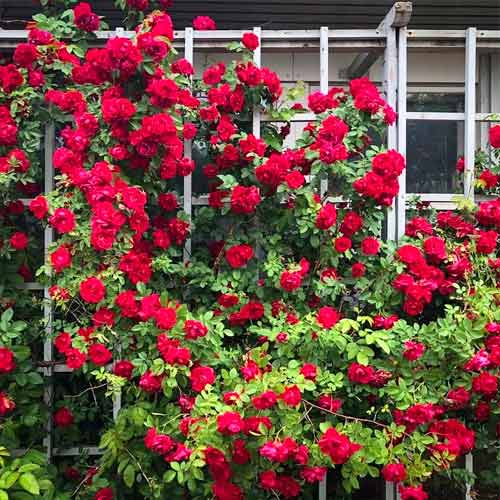 Троянда плетиста Фламентанц зображення 1 артикул 3786