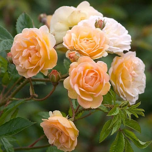 Троянда плетиста Гіслен де Фелігонд зображення 2 артикул 3772