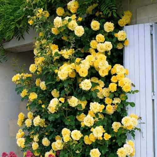 Троянда плетиста Голд Фасад зображення 1 артикул 3773