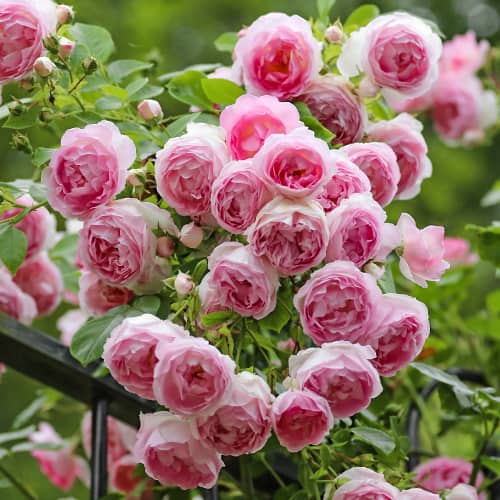 Роза плетистая Эден Роуз (Eden Rose) рисунок 1 артикул 3705