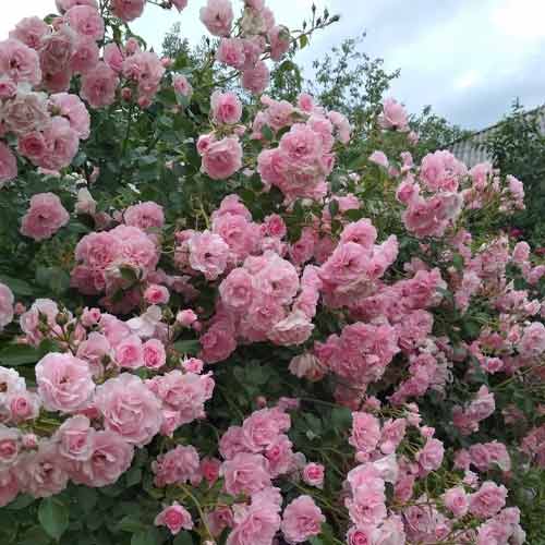 Роза плетистая Клайминг Боника рисунок 1 артикул 3774