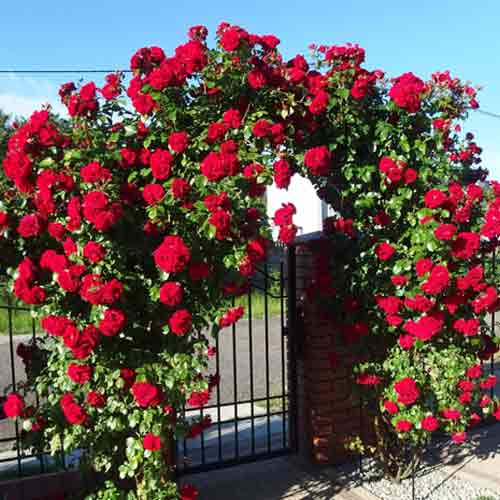 Троянда плетиста Клаймінг Крайслер Імперіал зображення 1 артикул 5807