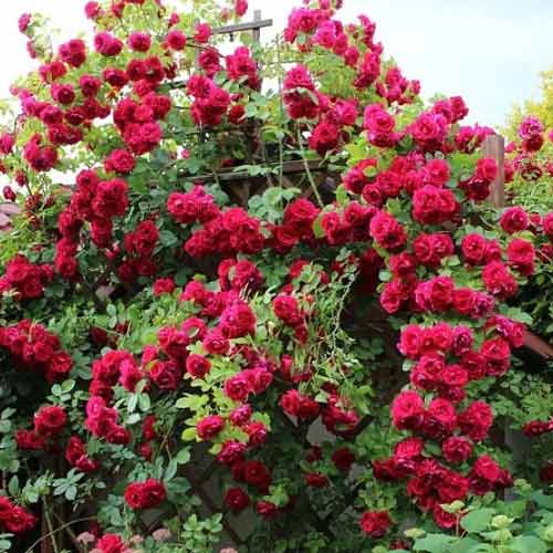 Роза плетистая Клайминг Кримсон Глори рисунок 1 артикул 5808