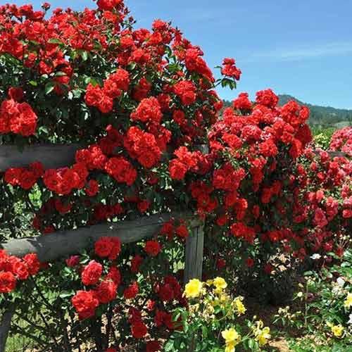 Троянда плетиста Клаймінг Оранж Морсдаг зображення 1 артикул 3776