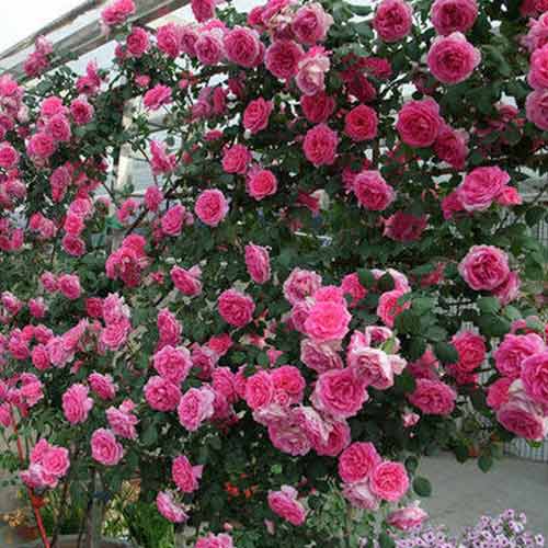 Роза плетистая Клайминг Парад рисунок 1 артикул 5809