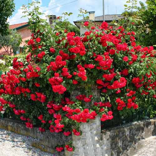 Роза плетистая Клайминг Пауль Скарлет рисунок 1 артикул 5810