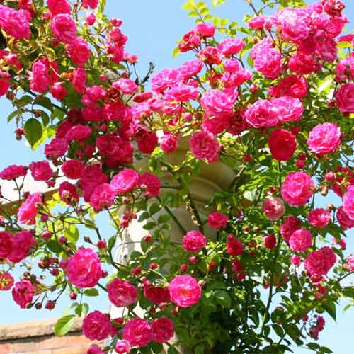 Троянда плетиста Клаймінг Роуз Гаужад зображення 1 артикул 3777