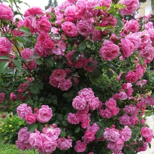 Троянда плетиста Клаймінг Віролет Парфюм зображення 1 артикул 5806