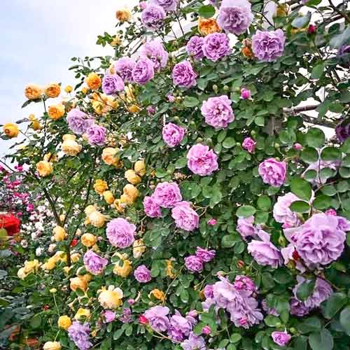 Троянда плетиста Квіксільвер (Quicksilver) зображення 1 артикул 6002