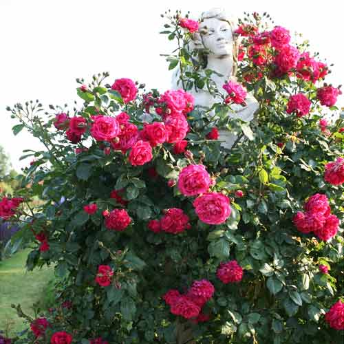 Роза плетистая Лагуна рисунок 1 артикул 3706