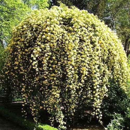 Троянда плетиста Леді Бенкс Єллоу (Lady Banks Yellow) артикул фото 1 Троянда плетиста Леді Бенкс Єллоу (Lady Banks Yellow) зображення 1 артикул 6003