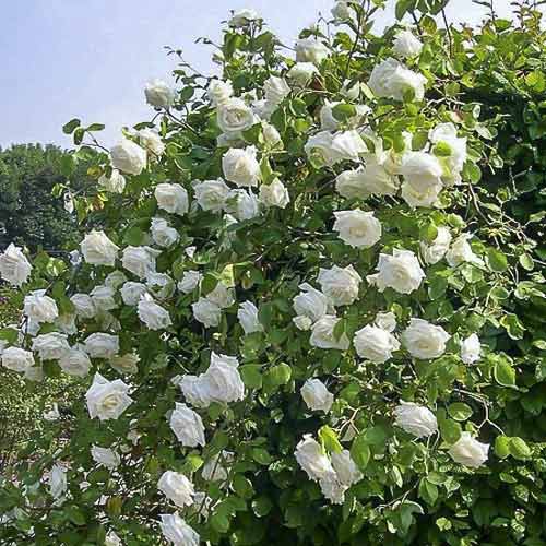 Троянда плетиста Лемон Піллар (Lemon Pillar) зображення 1 артикул 6004