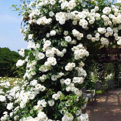 Троянда плетиста Мадам Альфред Кар'є зображення 1 артикул 3778