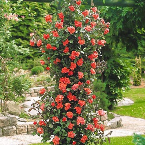 Троянда плетиста Метаноя зображення 1 артикул 3779