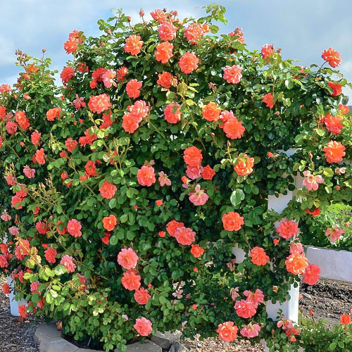 Троянда плетиста Оранж Лемон зображення 1 артикул 3707