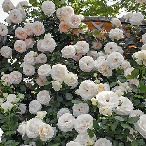 Троянда плетиста Пале Рояль (Palais Royal) зображення 1 артикул 1514